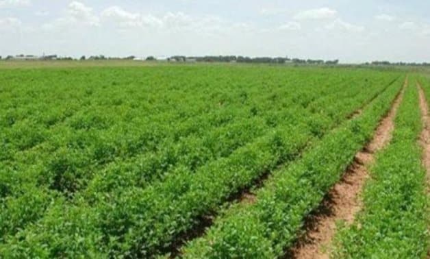 عزبة خاصة مميزه في البحيره  gallery 1